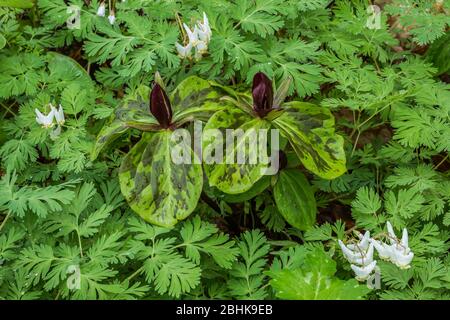 Toad Trillium, Trillium sessile, mit Dutchman's Breeches im Trillium Ravine Nature Preserve, im Besitz der Michigan Nature Association, in der Nähe von Niles Stockfoto