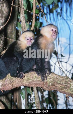 Kapuzineraffen (Cebus capucinus) im Regenwald, Nationalpark Manuel Antonio, Provinz Puntarenas, Costa Rica. Stockfoto