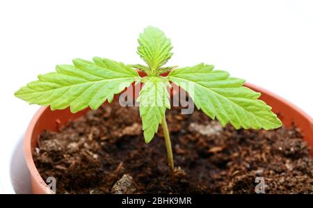 Nahaufnahme von jungen Cannabis (Marihuana) Pflanze in Pflanztopf mit Boden. Aufnahme über weißem Hintergrund. Stockfoto