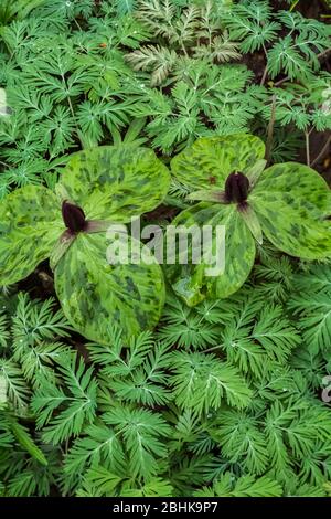 Kröte Trillium, Trillium sessile, mit Niederländerblätterblättern im Trillium Ravine Nature Preserve, im Besitz der Michigan Nature Association, nea Stockfoto