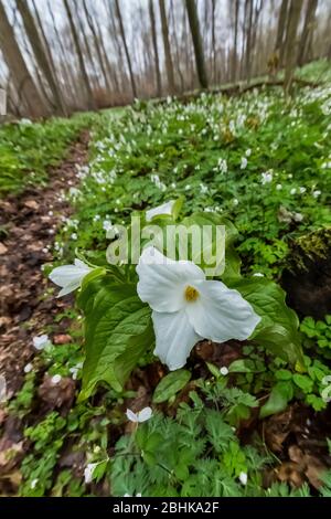 Großblütige Trillium, Trillium grandiflorum und andere Wildblumen im Trillium Ravine Nature Preserve, das der Michigan Nature Association gehört Stockfoto