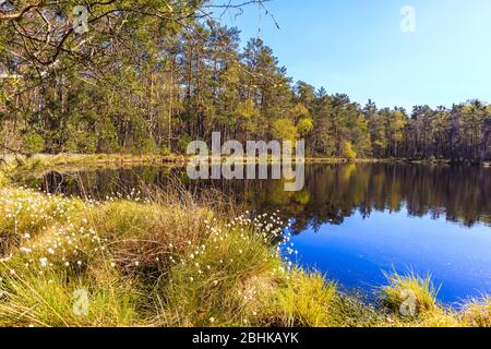 Waldkiefern Reflexion im Wasser des kleinen Sees in Puszcza Niepolomicka in der Nähe von Krakau Stadt, Polen Stockfoto