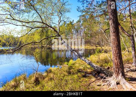 Waldkiefern Reflexion im Wasser des kleinen Sees in Puszcza Niepolomicka in der Nähe von Krakau Stadt, Polen Stockfoto