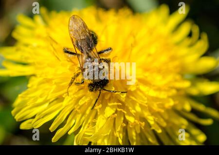 Westliche Honigbiene, APIs mellifera, Taraxacum officinale, Nahaufnahme Makro, Löwenzahn Blume auf einer Wiese im Frühling in Deutschland, Westeuropa Stockfoto