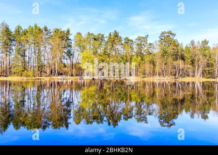 Waldkiefern Reflexion im Wasser des kleinen Sees in Puszcza Niepolomicka in der Nähe von Krakau Stadt, Polen Stockfoto