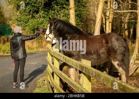 Eine Passantin, die Hand reicht, um ein irisches Zigeuner-Vanner-Pferd zu berühren, als ein Akt der Freundlichkeit und des guten Willens für ein Tier im Killarney-Nationalpark, Irland Stockfoto