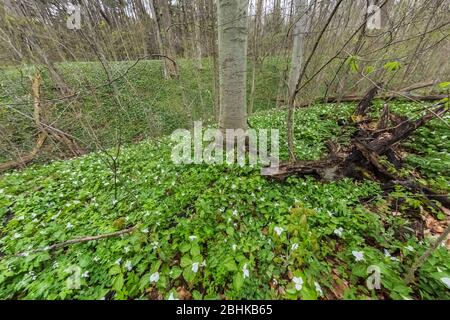 Großblütige Trillium, Trillium grandiflorum und andere Wildblumen im Trillium Ravine Nature Preserve, das der Michigan Nature Association gehört Stockfoto