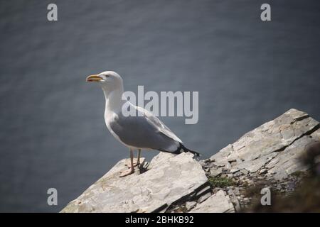 Möwe auf Uhr Stockfoto