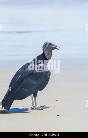 Schwarzer Geier (Coragyps atratus), Nationalpark Manuel Antonio, Provinz Puntarenas, Costa Rica. Stockfoto