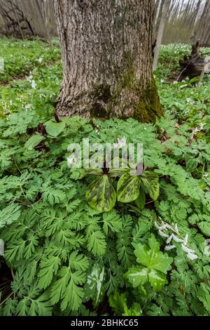 Kröte Trillium, Trillium sessile, mit Niederländerblätterblättern im Trillium Ravine Nature Preserve, im Besitz der Michigan Nature Association, nea Stockfoto