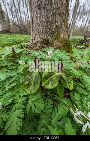 Kröte Trillium, Trillium sessile, mit Niederländerblätterblättern im Trillium Ravine Nature Preserve, im Besitz der Michigan Nature Association, nea Stockfoto