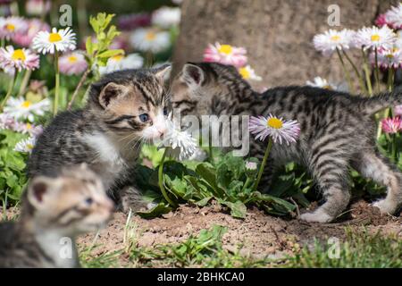 Junge Kätzchen, felis catus, im Garten mit Blumen bellis perennis Stockfoto