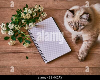 Flatlay comosition Blumen mit Katze und Notizblock Holzhintergrund. Kopierbereich Stockfoto