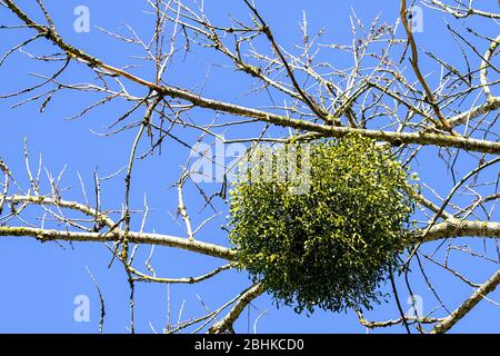 Kugelförmig große Mistel auf dem Ast im Frühjahr überwuchert Stockfoto