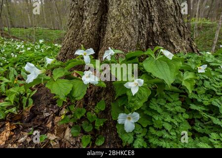 Großblühiges Trillium, Trillium grandiflorum, um einen Zuckerahorn im Trillium Ravine Nature Preserve, im Besitz der Michigan Nature Association, Stockfoto