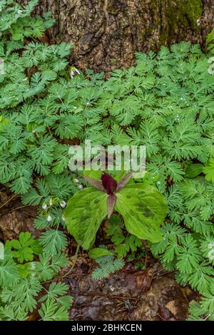 Kröte Trillium, Trillium sessile, mit Niederländerblätterblättern im Trillium Ravine Nature Preserve, im Besitz der Michigan Nature Association, nea Stockfoto