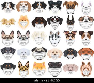 Illustration und Satz von Hunden mit Atemschutzmaske. Zu diesem Zeitpunkt der Pandemie ist das Design eine schöne Grafik für Fans von Hunden. Stock Vektor