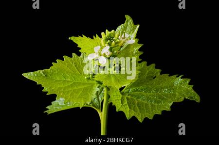 Jack von der Hecke Knoblauch Senf Alliaria petiolate eine zweijährige blühende Pflanze der Familie Brassicaceae vor schwarzem Hintergrund Stockfoto