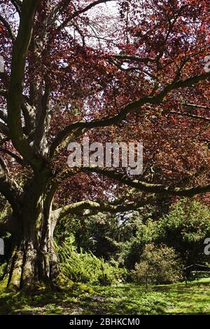 Alte rote Buche Fagus sylvatica Purpurea im Frühjahr Stockfoto