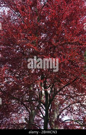 Baumkrone und Laub einer alten roten Buche Fagus sylvatica purpurea im Frühjahr Stockfoto