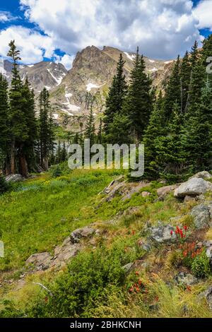 Rocky Mountain alpine Wildnis in Colorado mit Wildblumen in einer Wiese im Sommer Stockfoto