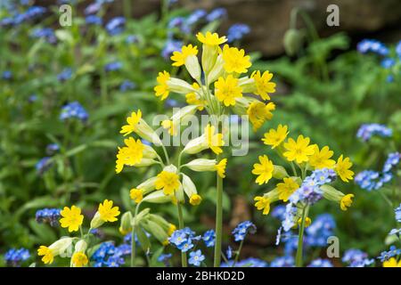 Blühender Kuhplüschentor unter Vergiss mich nicht in einem britischen Garten im Frühjahr Stockfoto