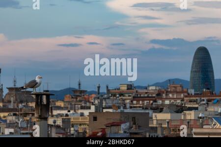 Möwe auf einem Kamin und dramatische Skyline von Barcelona und Wolkenlandschaft im Hintergrund bei Sonnenuntergang Stockfoto