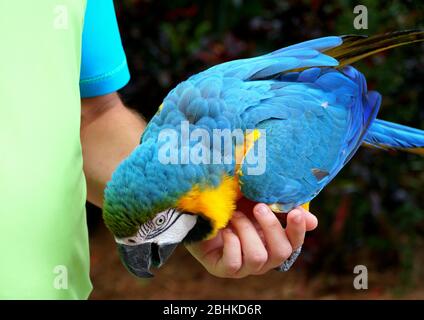 Ein blauer und gelber Papagei, der auf der Hand einer Person steht Stockfoto