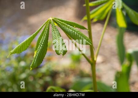 Blätter eines Pferdesäppchen Stockfoto