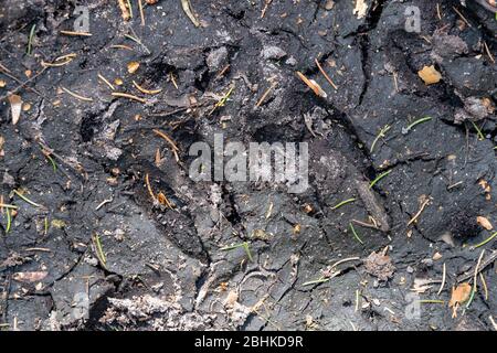 Wildschweinspuren auf einer Waldstraße. Wilde Spielspuren im Wald. Frühjahrssaison. Stockfoto