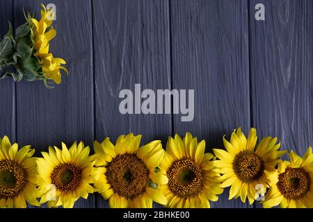 Rahmen für Text mit Sonnenblumen auf einem grauen Holzhintergrund. Grußbanner Hintergrund, Karte mit Blumen. Stockfoto