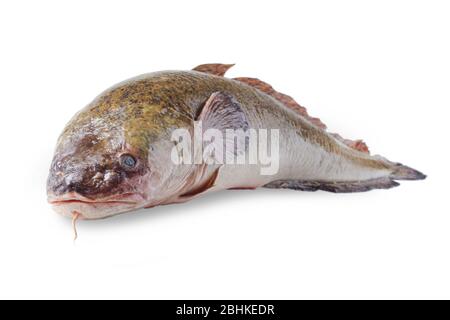 Burbot Nahaufnahme isoliert auf einem weißen Hintergrund Stockfoto
