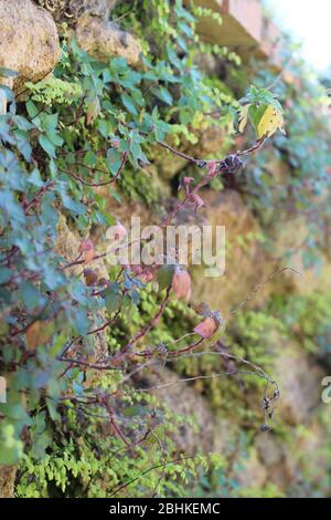 Pflanzen wachsen auf einer alten Ziegel und Steinmauer in einem überwachsenen Garten Stockfoto