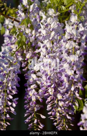 Nahaufnahme der blühenden Wisteria, England Stockfoto