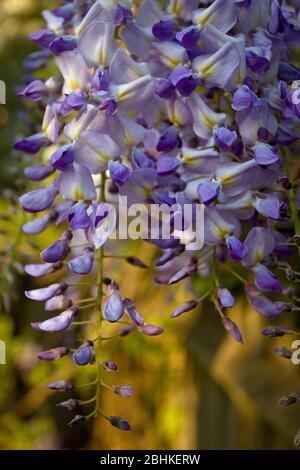 Blühende Wisteria im späten Frühjahr. April 2020, England Stockfoto