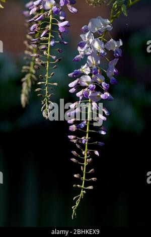 Wisteria im Frühsommer, England Stockfoto