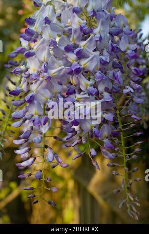 Nahaufnahme der Wisteria Blüte, England Stockfoto