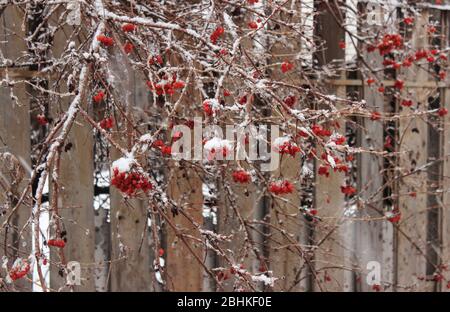 Gefrorene Beeren von Viburnum, bedeckt mit Schnee, auf Ästen vor dem Hintergrund eines hölzernen Zauns Stockfoto