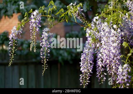 Blühende Wisteria im Garten, England Stockfoto