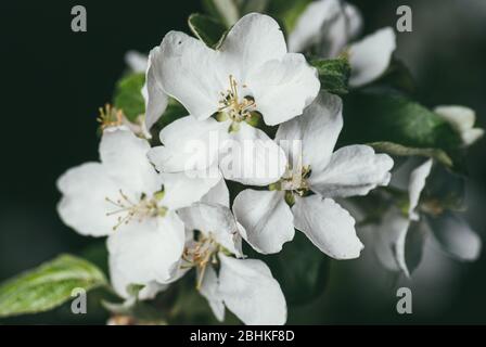 Blühender Apfelzweig mit weißen Blüten im Frühlingsgarten. Makroaufnahme mit selektivem Fokus und flachem Freiheitsgrad Stockfoto