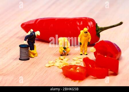 Food Konzept der Miniatur Figur Menschen tragen Hasmat Anzüge Inspektion rote Chili-Paprika Stockfoto