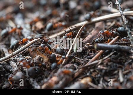 Waldarbeiter Ameisen im Alltag. Stockfoto