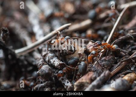 Waldarbeiter Ameisen im Alltag. Stockfoto