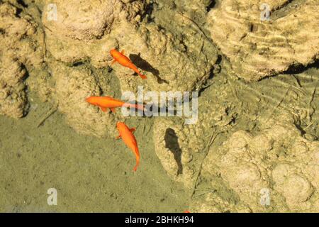 Goldfische schwimmen in einem Teich im Freien Stockfoto