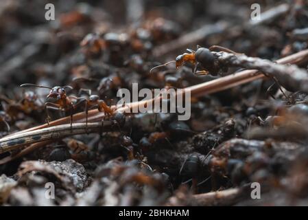 Waldarbeiter Ameisen im Alltag. Stockfoto