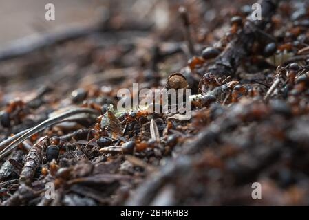 Waldarbeiter Ameisen im Alltag. Stockfoto