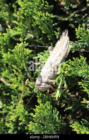 grasshopper auf Nadelbusch Stockfoto