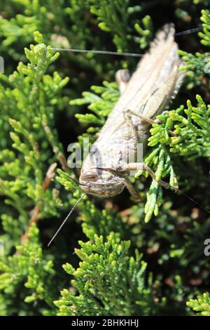 grasshopper auf Nadelbusch Stockfoto