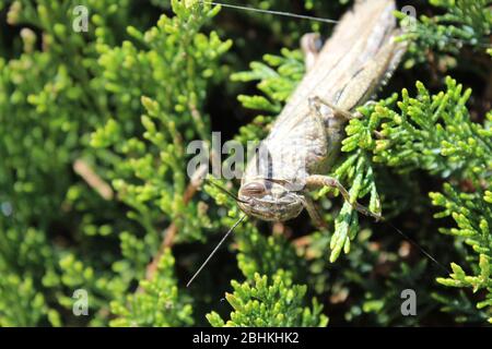 grasshopper auf Nadelbusch Stockfoto