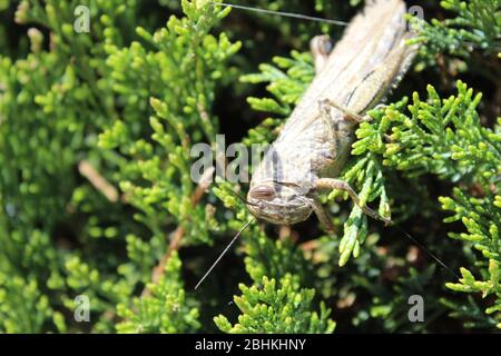 grasshopper auf Nadelbusch Stockfoto